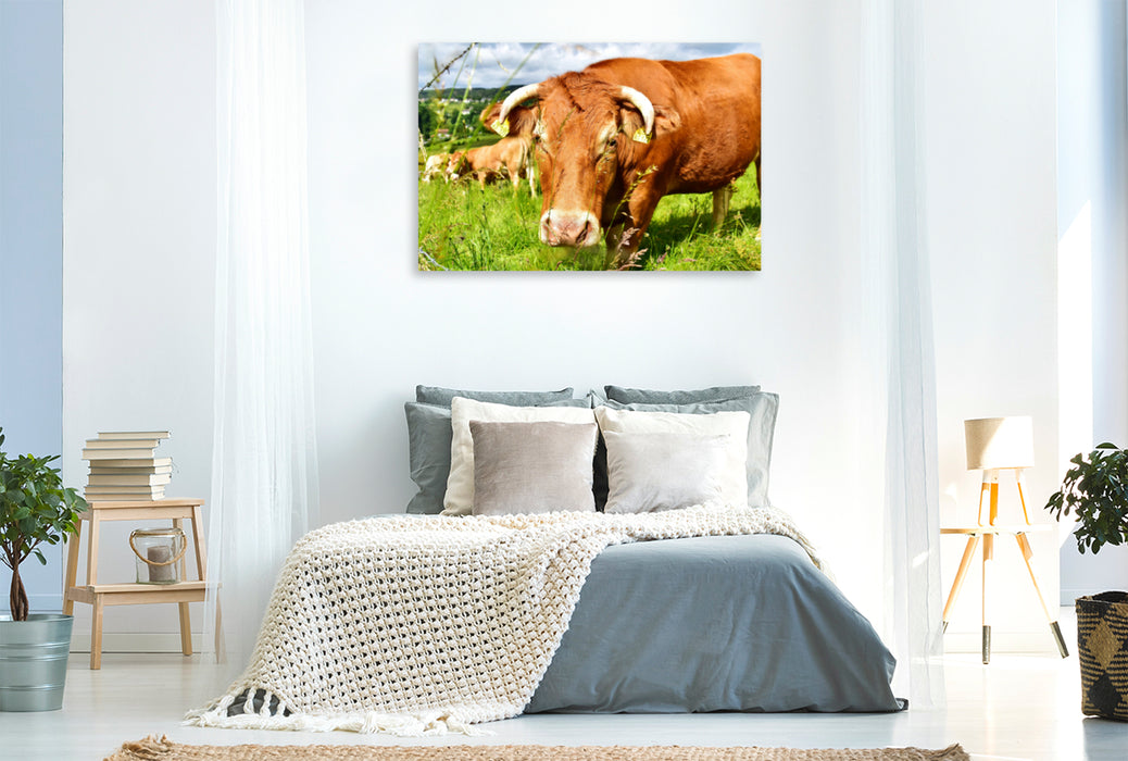 Premium Textil-Leinwand Premium Textil-Leinwand 120 cm x 80 cm quer Gutmütig und unbesorgt betrachtet das neugierige Rind das Tun des Fotografen.