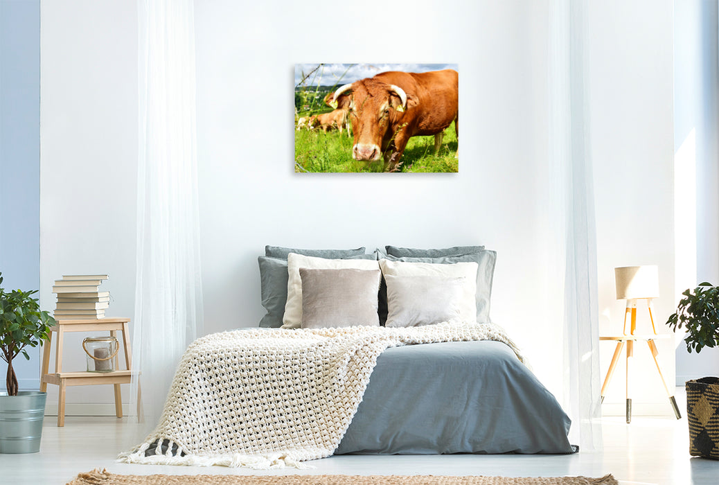 Premium Textil-Leinwand Premium Textil-Leinwand 120 cm x 80 cm quer Gutmütig und unbesorgt betrachtet das neugierige Rind das Tun des Fotografen.