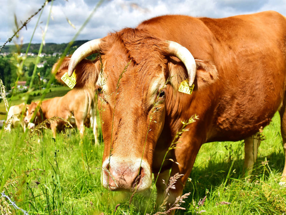 Gutmütig und unbesorgt betrachtet das neugierige Rind das Tun des Fotografen. - CALVENDO Foto-Puzzle'