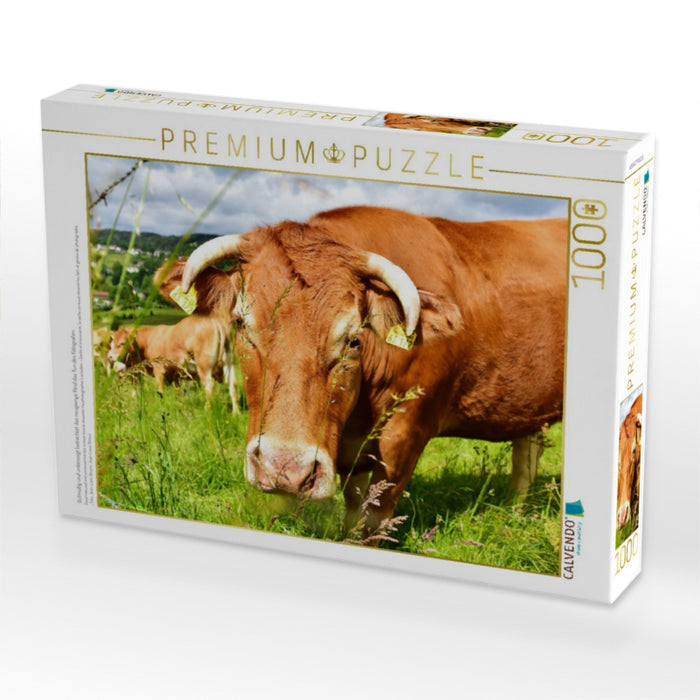 Gutmütig und unbesorgt betrachtet das neugierige Rind das Tun des Fotografen. - CALVENDO Foto-Puzzle'