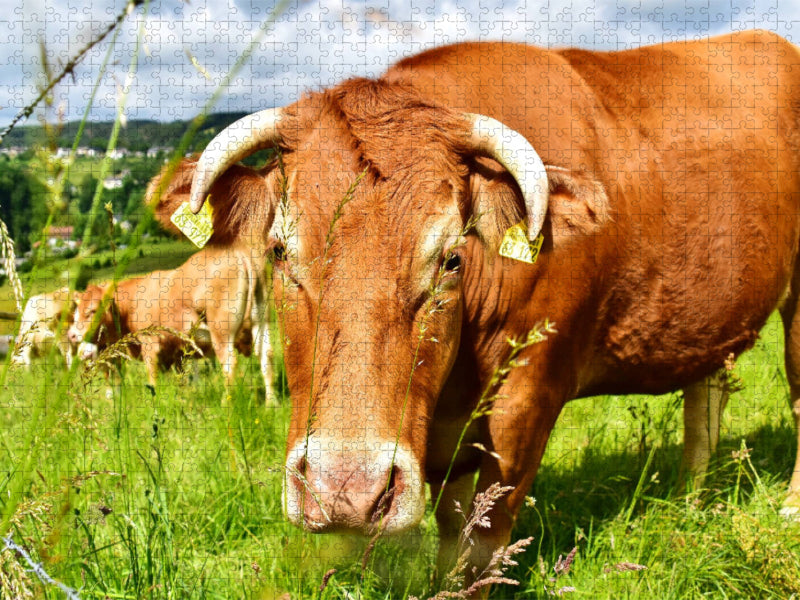 Gutmütig und unbesorgt betrachtet das neugierige Rind das Tun des Fotografen. - CALVENDO Foto-Puzzle'