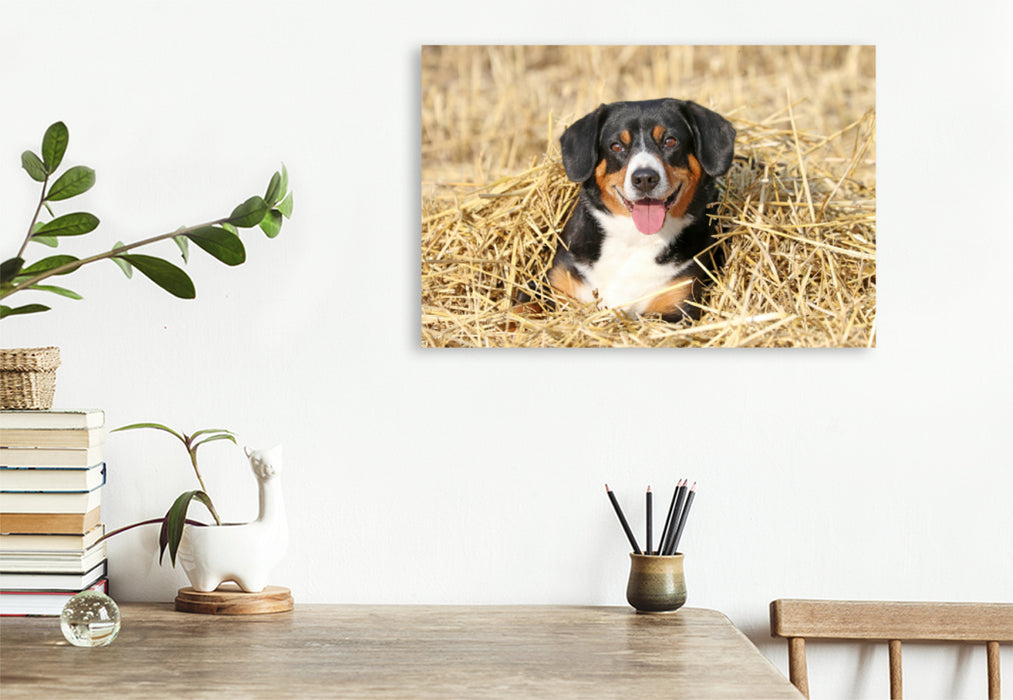 Premium textile canvas Premium textile canvas 120 cm x 80 cm landscape Fun in the Straw 