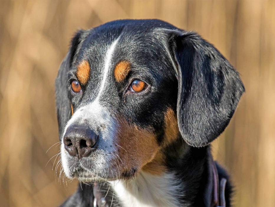 Portrait - CALVENDO Foto-Puzzle'