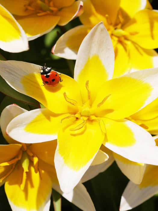 Tulipa tarda mit Marienkäfer - CALVENDO Foto-Puzzle'