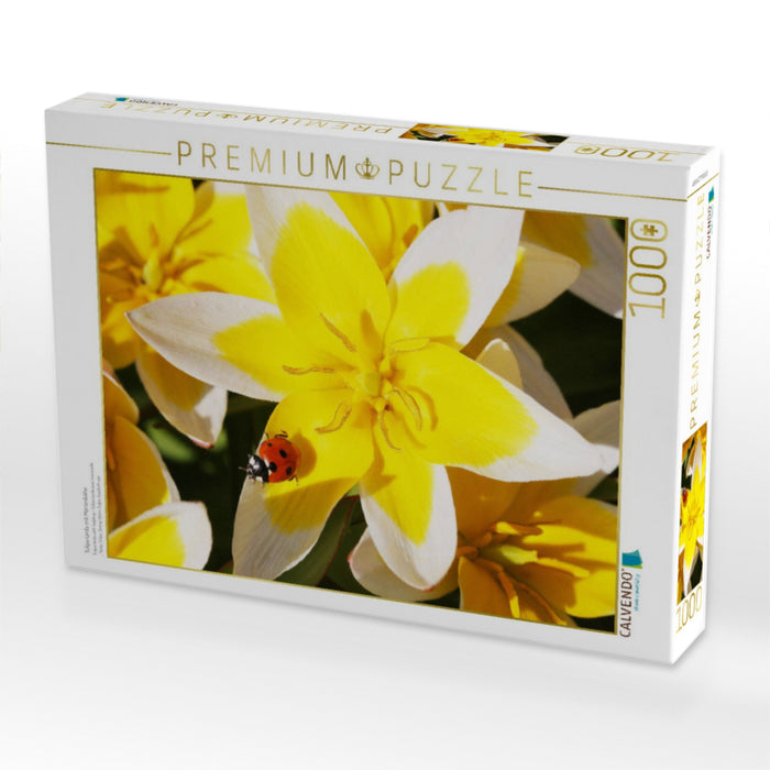 Tulipa tarda mit Marienkäfer - CALVENDO Foto-Puzzle'