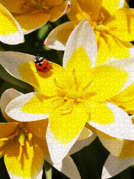 Tulipa tarda mit Marienkäfer - CALVENDO Foto-Puzzle'