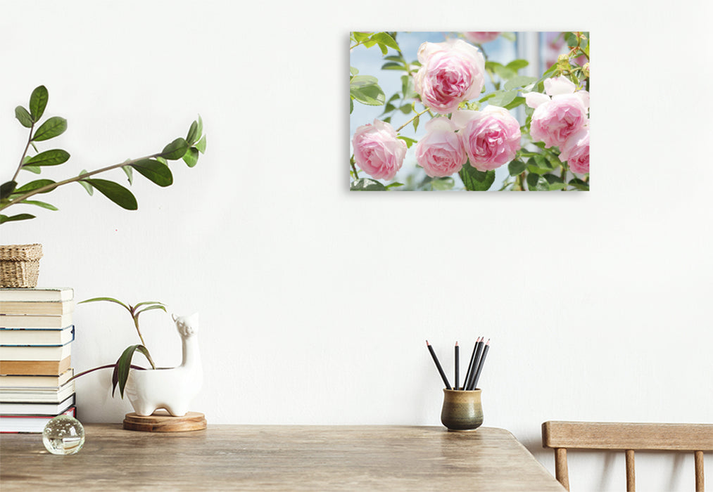 Premium textile canvas Premium textile canvas 120 cm x 80 cm landscape Rose 'Jasmina' 