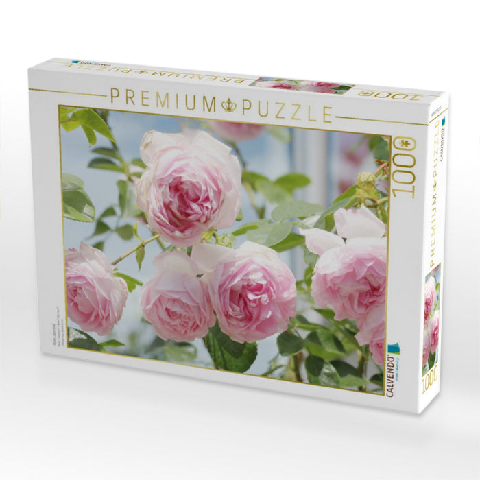 Rose 'Jasmina' - CALVENDO Foto-Puzzle'