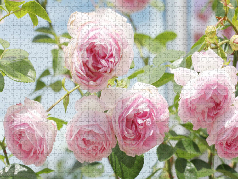Rose 'Jasmina' - CALVENDO Foto-Puzzle'