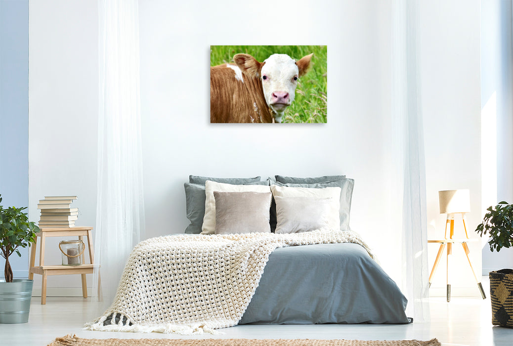 Premium Textil-Leinwand Premium Textil-Leinwand 120 cm x 80 cm quer Fotoserie Rinder und Kälber auf den Wiesen der Eifel - Foto Jean-Louis Glineur