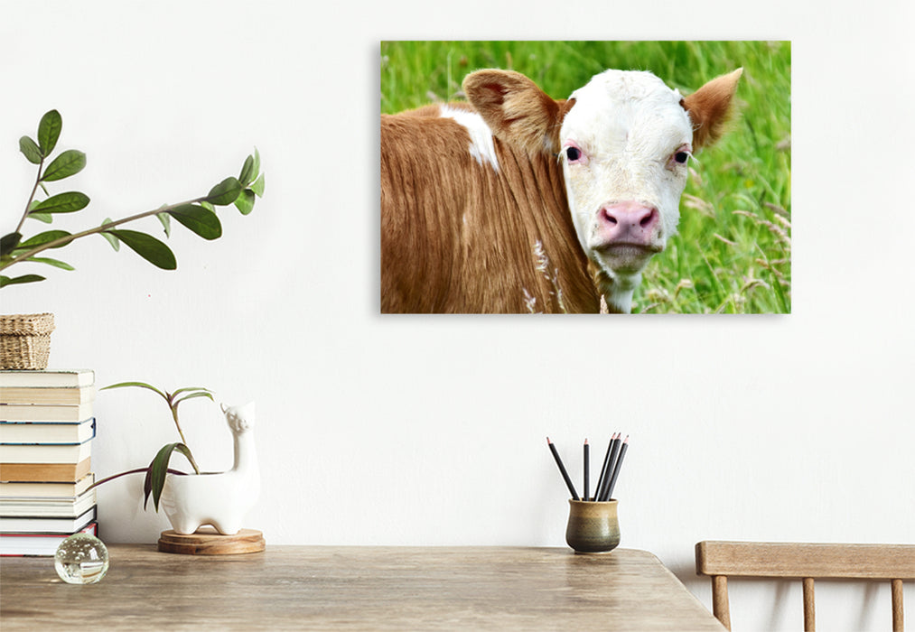 Premium textile canvas Premium textile canvas 120 cm x 80 cm landscape photo series cattle and calves on the meadows of the Eifel - photo Jean-Louis Glineur 