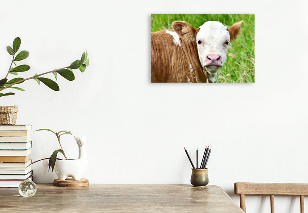 Premium textile canvas Premium textile canvas 120 cm x 80 cm landscape photo series cattle and calves on the meadows of the Eifel - photo Jean-Louis Glineur 