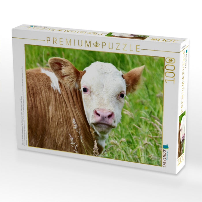 Fotoserie Rinder und Kälber auf den Wiesen der Eifel - Foto Jean-Louis Glineur - CALVENDO Foto-Puzzle'