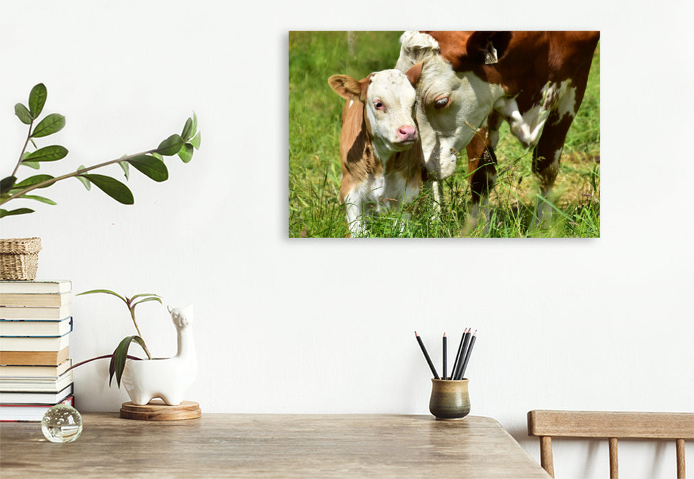 Premium textile canvas Premium textile canvas 120 cm x 80 cm landscape photo series cattle and calves on the meadows of the Eifel - photo Jean-Louis Glineur 