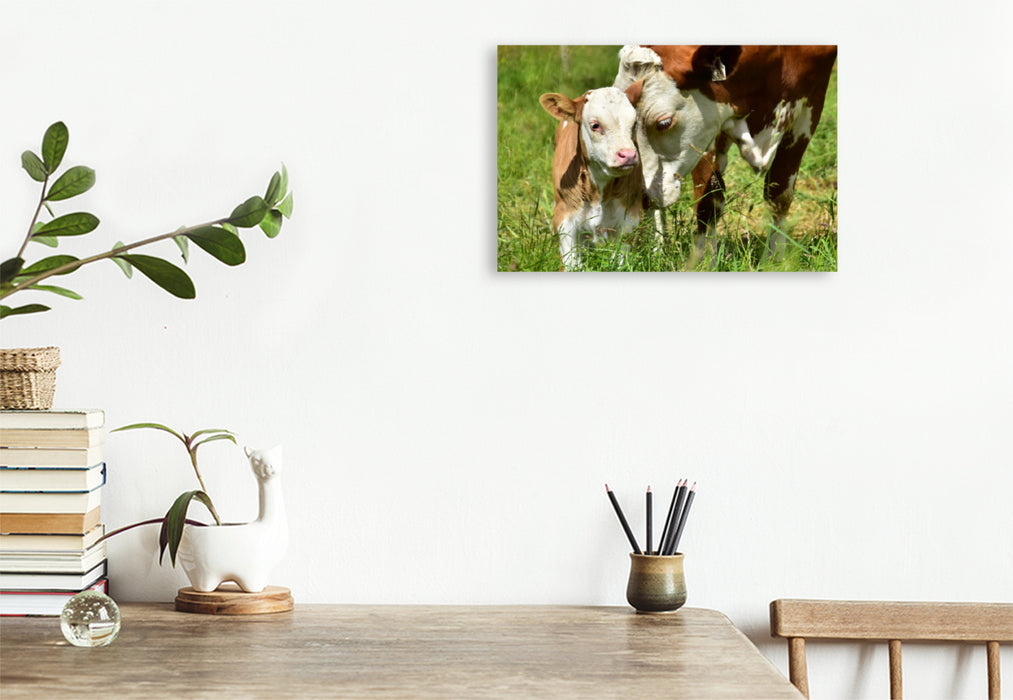 Premium textile canvas Premium textile canvas 120 cm x 80 cm landscape photo series cattle and calves on the meadows of the Eifel - photo Jean-Louis Glineur 