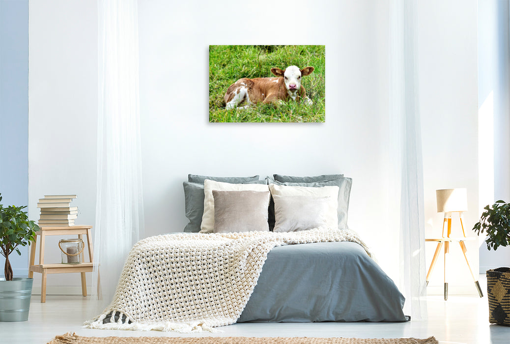 Premium Textil-Leinwand Premium Textil-Leinwand 120 cm x 80 cm quer Fotoserie Rinder und Kälber auf den Wiesen der Eifel - Foto Jean-Louis Glineur