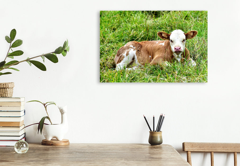 Premium textile canvas Premium textile canvas 120 cm x 80 cm landscape photo series cattle and calves on the meadows of the Eifel - photo Jean-Louis Glineur 