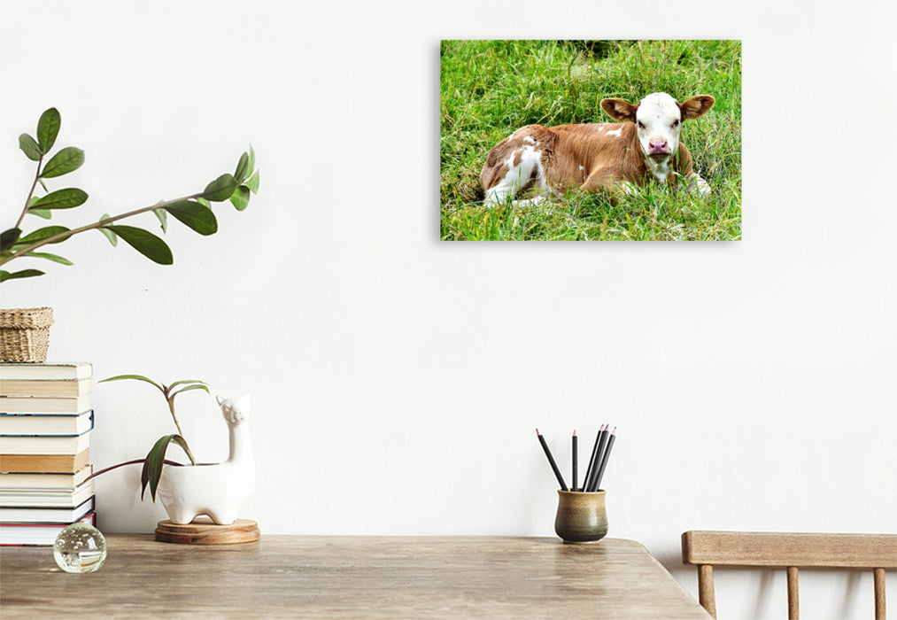 Premium textile canvas Premium textile canvas 120 cm x 80 cm landscape photo series cattle and calves on the meadows of the Eifel - photo Jean-Louis Glineur 