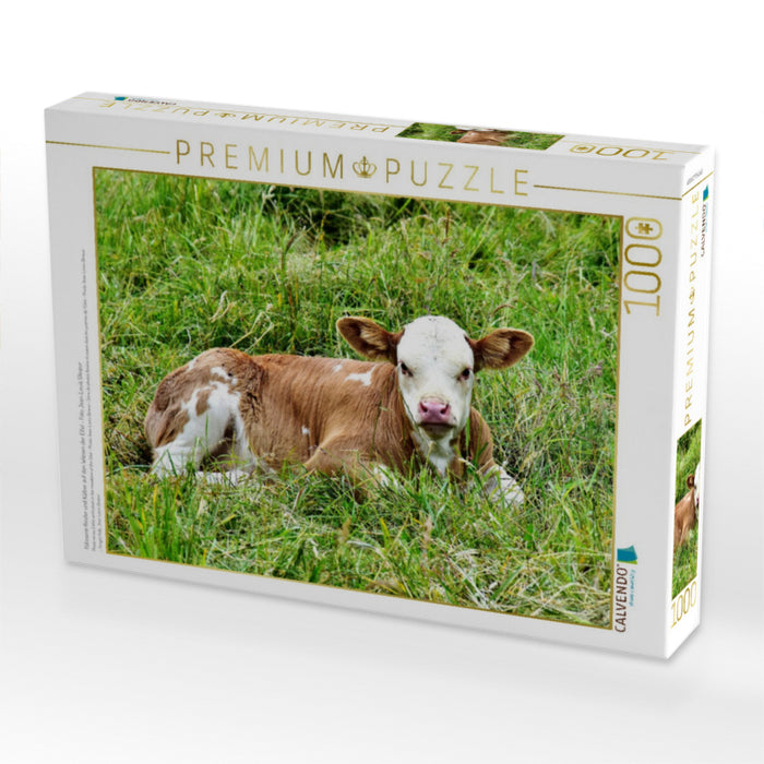 Fotoserie Rinder und Kälber auf den Wiesen der Eifel - Foto Jean-Louis Glineur - CALVENDO Foto-Puzzle'