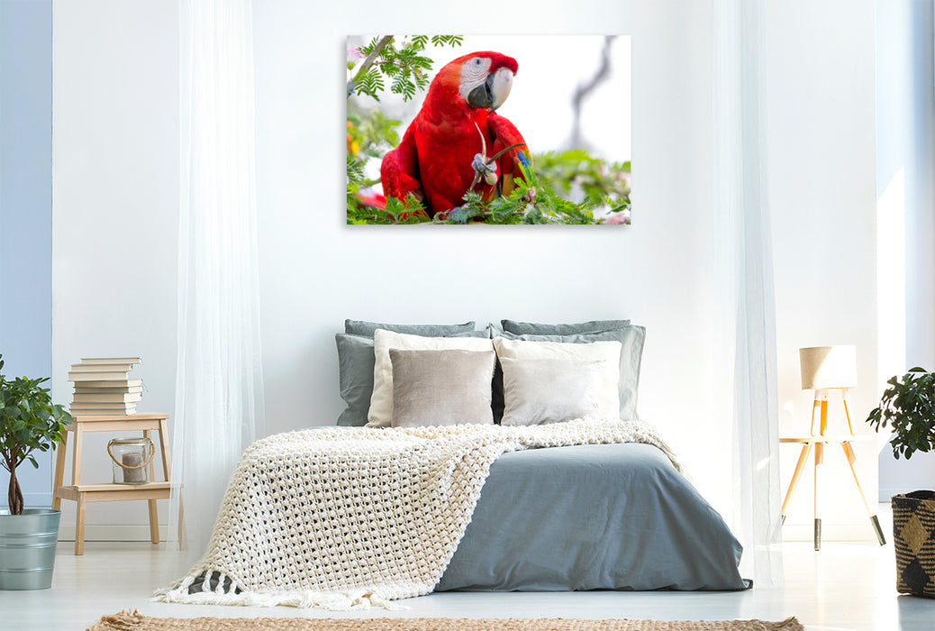 Premium textile canvas Premium textile canvas 120 cm x 80 cm landscape A motif from the calendar Parrots in Costa Rica 