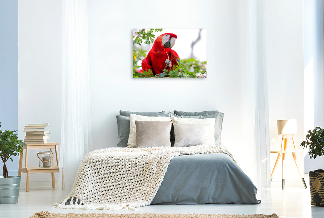 Premium textile canvas Premium textile canvas 120 cm x 80 cm landscape A motif from the calendar Parrots in Costa Rica 