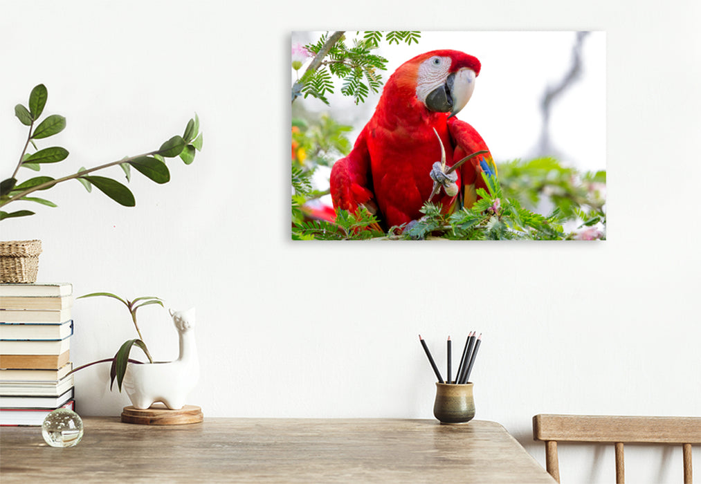 Premium textile canvas Premium textile canvas 120 cm x 80 cm landscape A motif from the calendar Parrots in Costa Rica 