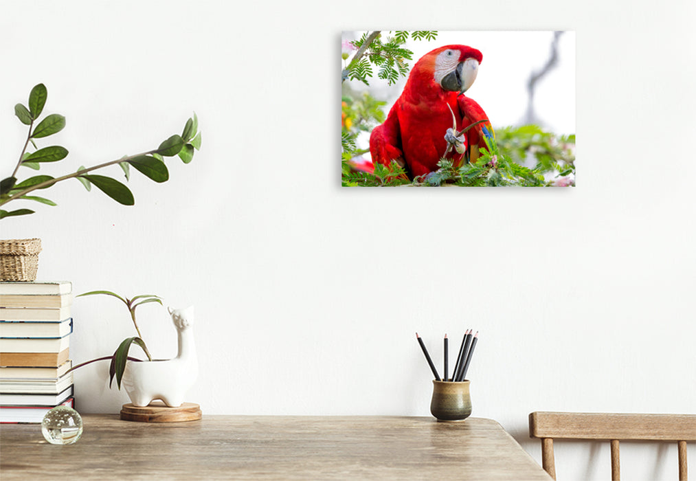 Premium textile canvas Premium textile canvas 120 cm x 80 cm landscape A motif from the calendar Parrots in Costa Rica 