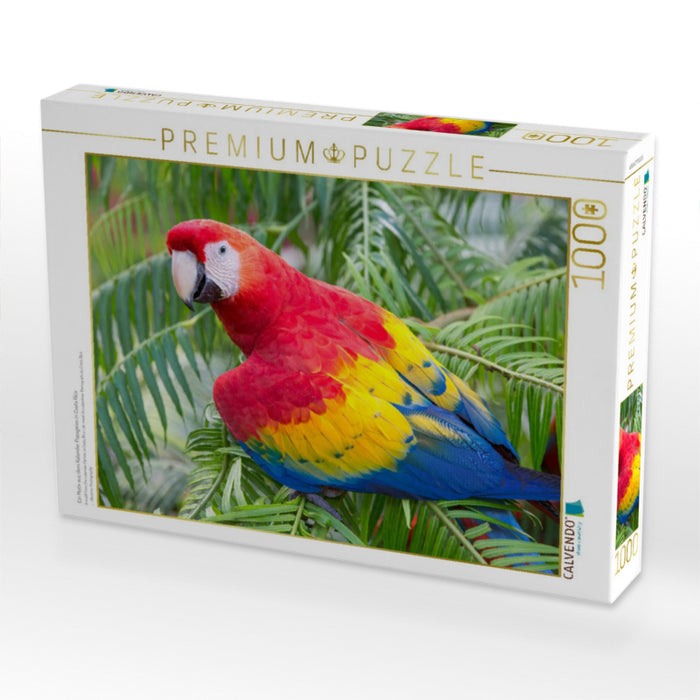 Ein Motiv aus dem Kalender Papageien in Costa Rica - CALVENDO Foto-Puzzle'