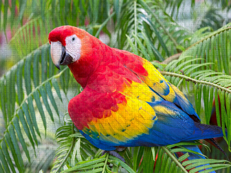 Ein Motiv aus dem Kalender Papageien in Costa Rica - CALVENDO Foto-Puzzle'