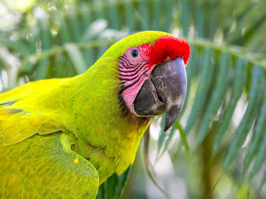 Ein Motiv aus dem Kalender Papageien in Costa Rica - CALVENDO Foto-Puzzle'