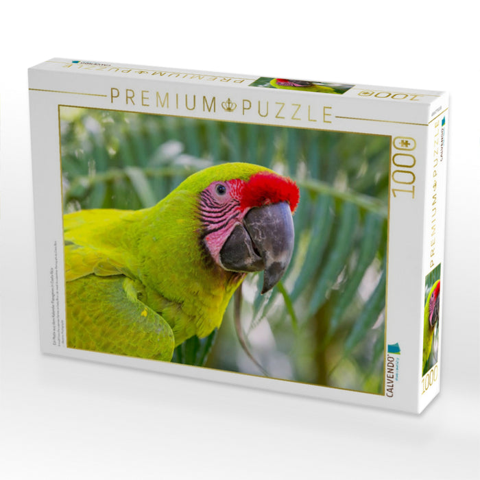Ein Motiv aus dem Kalender Papageien in Costa Rica - CALVENDO Foto-Puzzle'