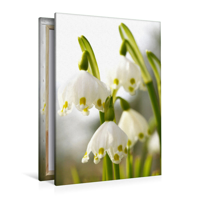 Premium Textil-Leinwand Märzenbecher oder Frühlingsknotenblume