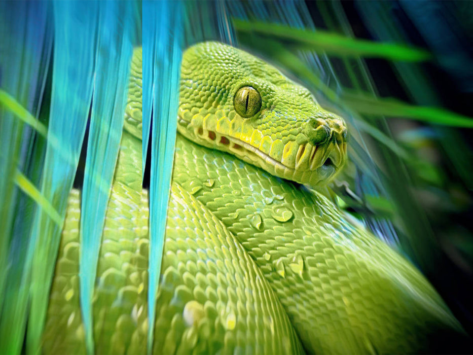 Python - CALVENDO Foto-Puzzle'