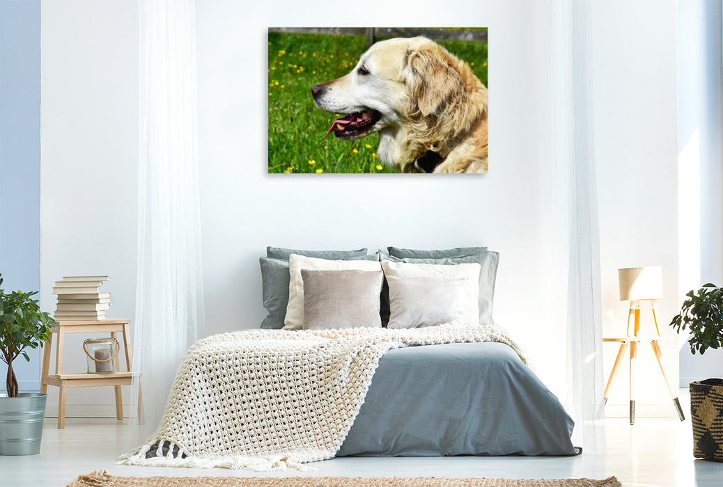 Premium Textil-Leinwand Premium Textil-Leinwand 120 cm x 80 cm quer Ursprünglich war der Golden Retriever im Einsatz als Apportierhund, Stöberhund und Wasserhund.