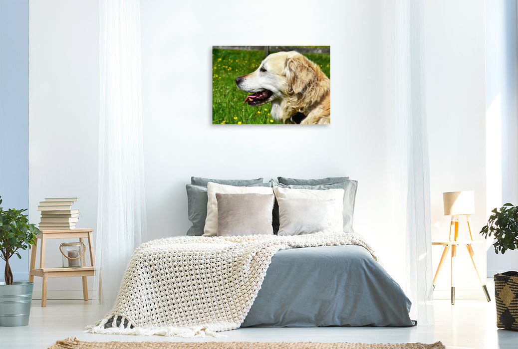 Premium Textil-Leinwand Premium Textil-Leinwand 120 cm x 80 cm quer Ursprünglich war der Golden Retriever im Einsatz als Apportierhund, Stöberhund und Wasserhund.