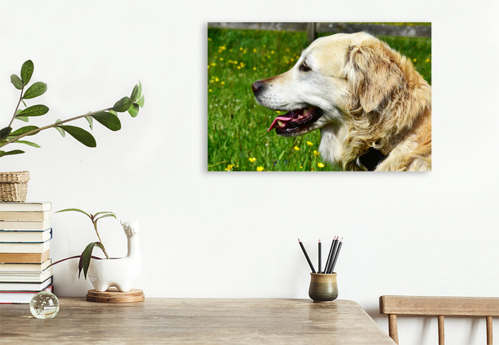 Premium Textil-Leinwand Premium Textil-Leinwand 120 cm x 80 cm quer Ursprünglich war der Golden Retriever im Einsatz als Apportierhund, Stöberhund und Wasserhund.