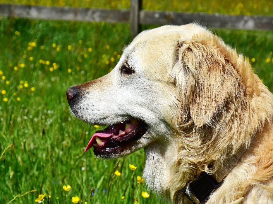 Ursprünglich war der Golden Retriever im Einsatz als Apportierhund, Stöberhund und Wasserhund. - CALVENDO Foto-Puzzle'