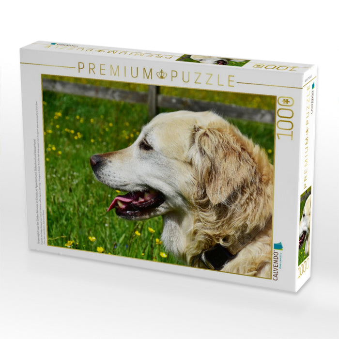 Ursprünglich war der Golden Retriever im Einsatz als Apportierhund, Stöberhund und Wasserhund. - CALVENDO Foto-Puzzle'