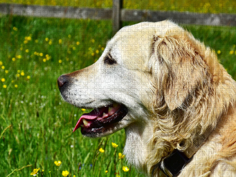 Ursprünglich war der Golden Retriever im Einsatz als Apportierhund, Stöberhund und Wasserhund. - CALVENDO Foto-Puzzle'