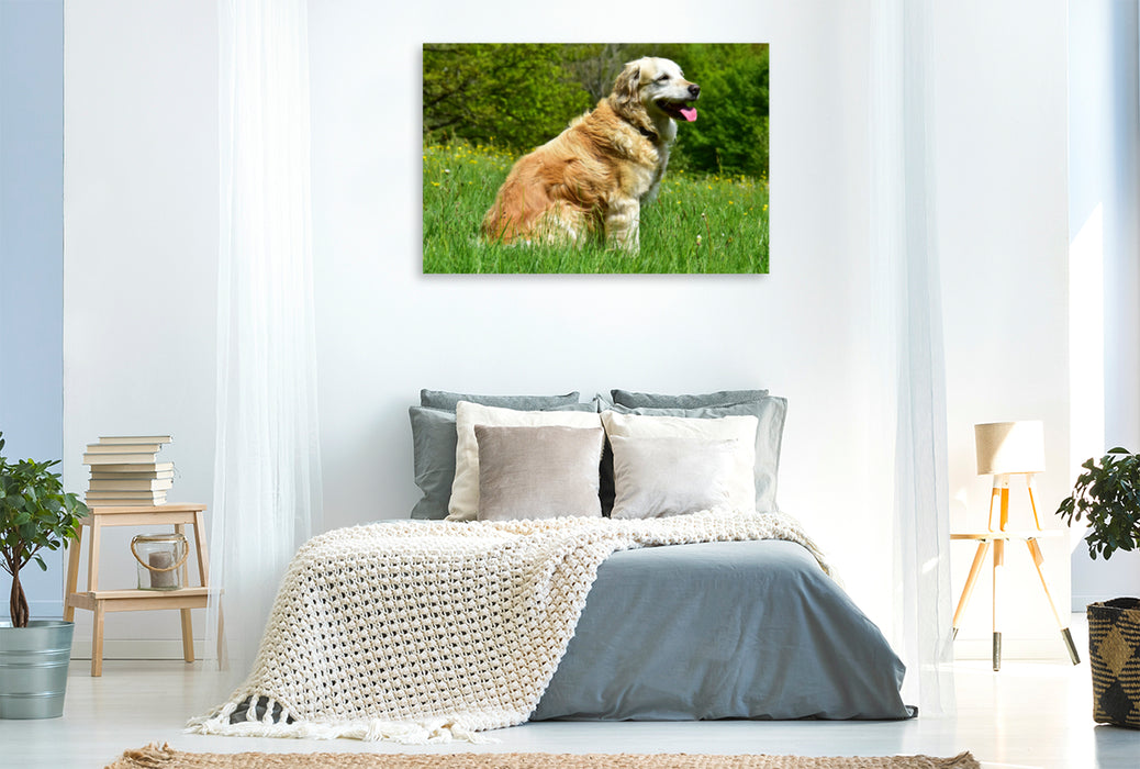 Premium Textil-Leinwand Premium Textil-Leinwand 120 cm x 80 cm quer Der Golden Retriever ist eine britische Hunderasse (FCI-Gruppe 8, Sektion 1, Standard Nr. 111).