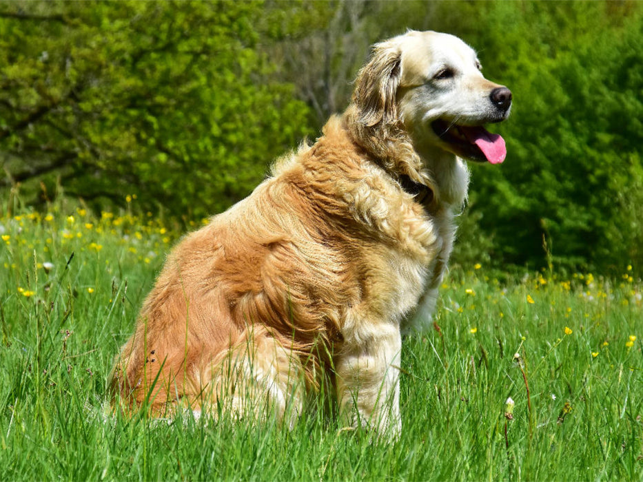 Der Golden Retriever ist eine britische Hunderasse (FCI-Gruppe 8, Sektion 1, Standard Nr. 111). - CALVENDO Foto-Puzzle'