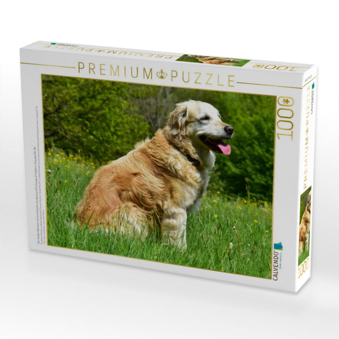 Der Golden Retriever ist eine britische Hunderasse (FCI-Gruppe 8, Sektion 1, Standard Nr. 111). - CALVENDO Foto-Puzzle'