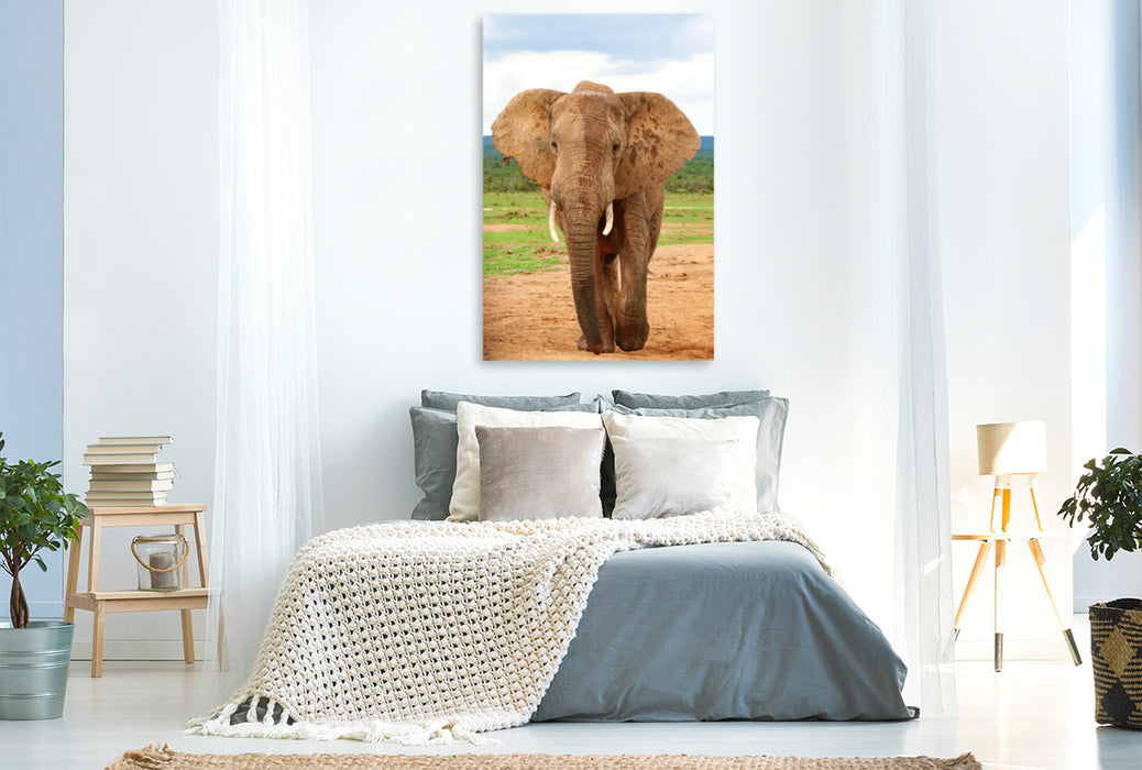 Premium Textil-Leinwand Premium Textil-Leinwand 80 cm x 120 cm  hoch Elefant