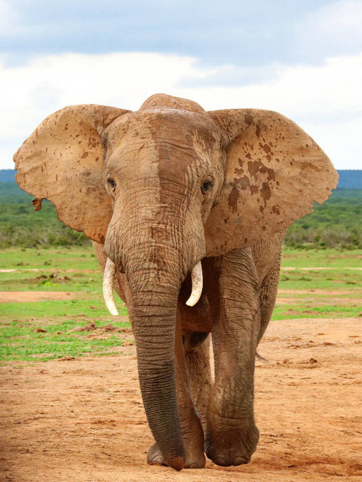 Elefant - CALVENDO Foto-Puzzle'