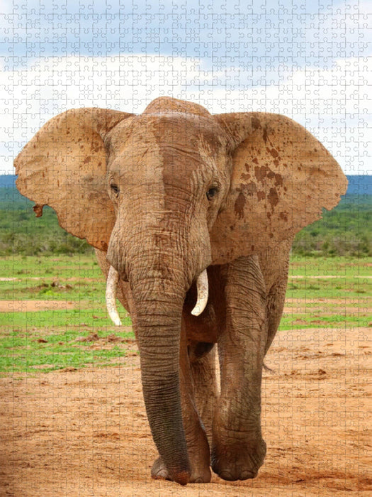 Elefant - CALVENDO Foto-Puzzle'