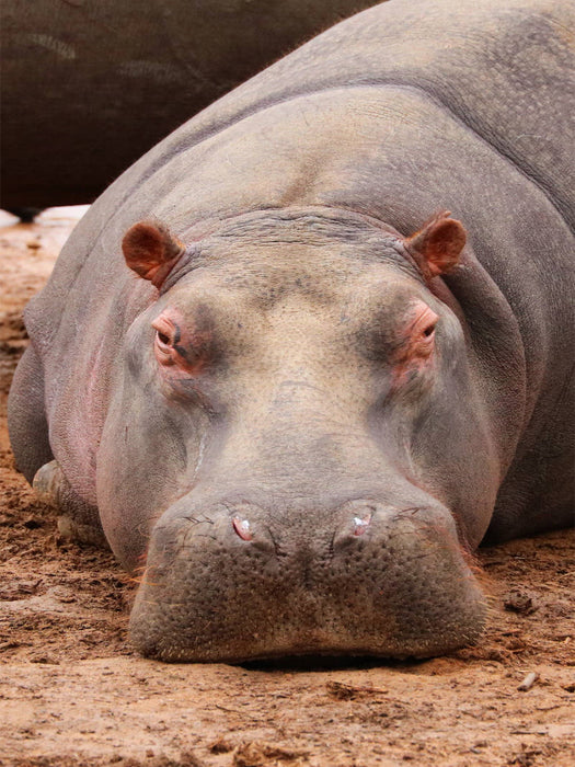Nilpferd - CALVENDO Foto-Puzzle'