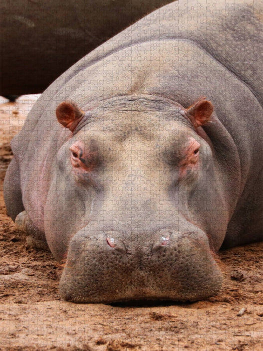 Nilpferd - CALVENDO Foto-Puzzle'