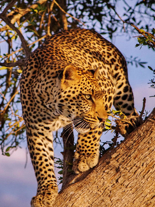 Leopard - CALVENDO Foto-Puzzle'