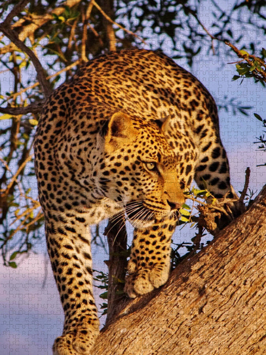 Leopard - CALVENDO Foto-Puzzle'