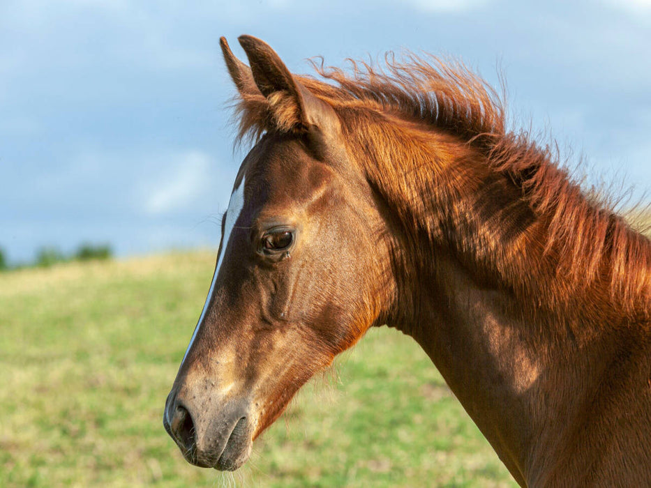 Pferd unter freiem Himmel - CALVENDO Foto-Puzzle'